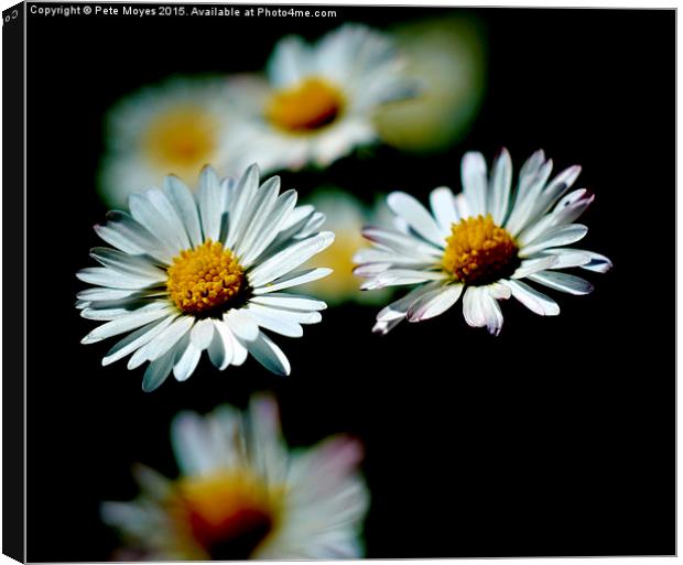   A Pair of Daisies Canvas Print by Pete Moyes
