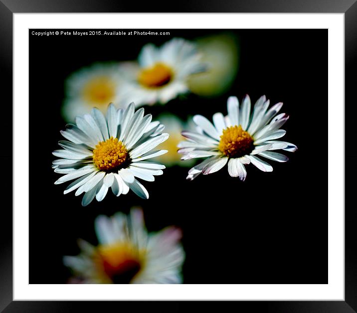   A Pair of Daisies Framed Mounted Print by Pete Moyes