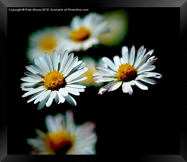   A Pair of Daisies Framed Print by Pete Moyes