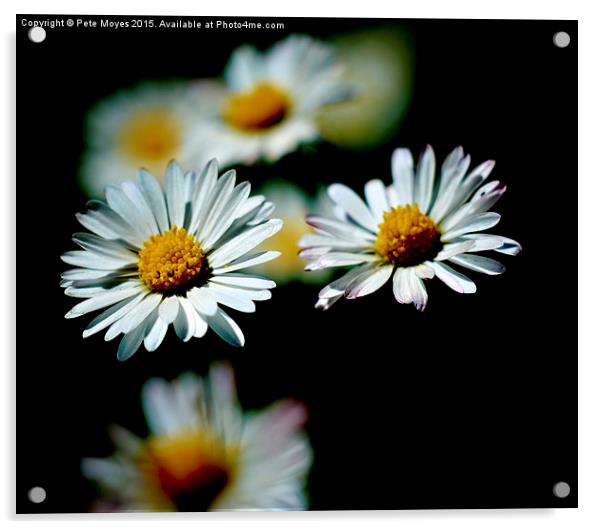   A Pair of Daisies Acrylic by Pete Moyes