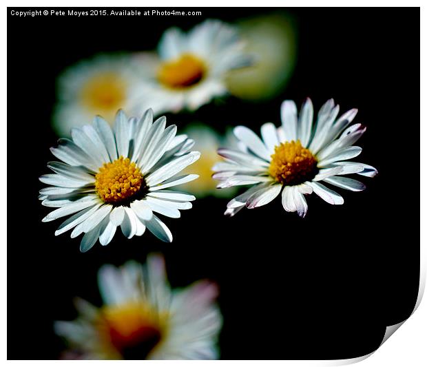   A Pair of Daisies Print by Pete Moyes