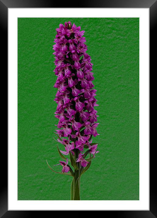 DACTYLORHIZA MACULATA (Heath Spotted Orchid) Framed Mounted Print by Ray Bacon LRPS CPAGB