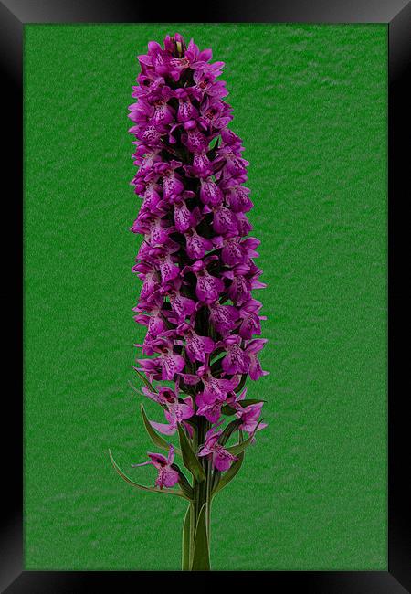 DACTYLORHIZA MACULATA (Heath Spotted Orchid) Framed Print by Ray Bacon LRPS CPAGB