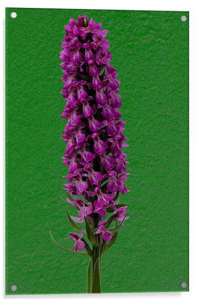 DACTYLORHIZA MACULATA (Heath Spotted Orchid) Acrylic by Ray Bacon LRPS CPAGB