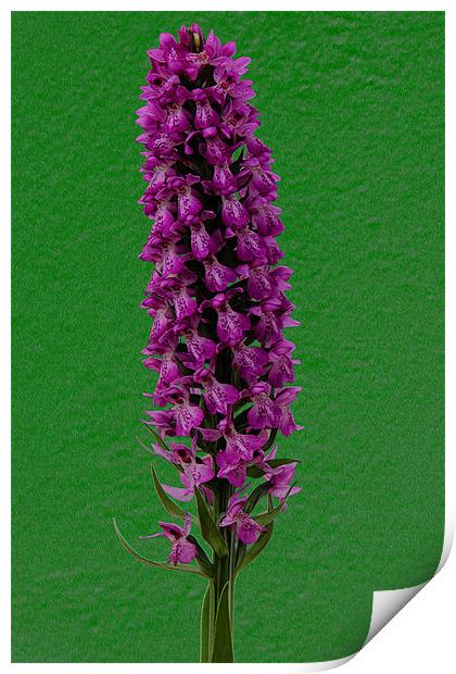 DACTYLORHIZA MACULATA (Heath Spotted Orchid) Print by Ray Bacon LRPS CPAGB
