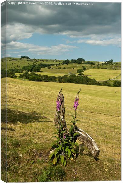  foxgloves Canvas Print by malcolm fish