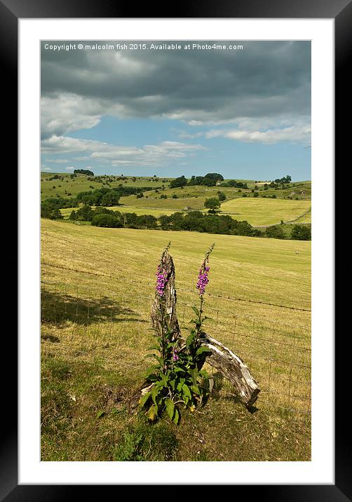 foxgloves Framed Mounted Print by malcolm fish