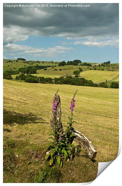  foxgloves Print by malcolm fish