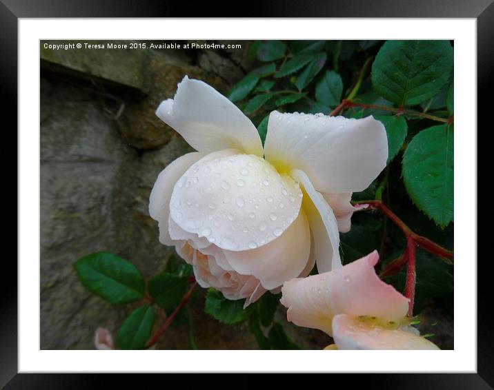  Droplets on a rose Framed Mounted Print by Teresa Moore