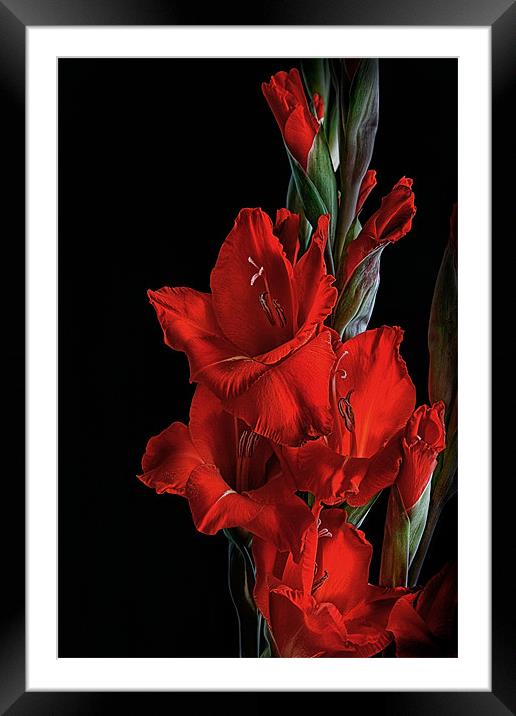 Crimson Gladiolus Framed Mounted Print by Ann Garrett