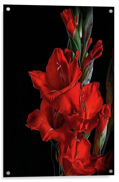 Crimson Gladiolus Acrylic by Ann Garrett