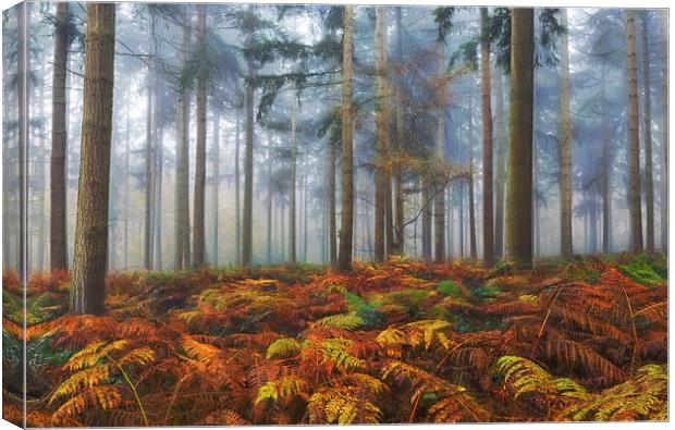  Autumn Pine Woodlands Canvas Print by Ceri Jones