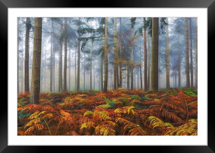  Autumn Pine Woodlands Framed Mounted Print by Ceri Jones