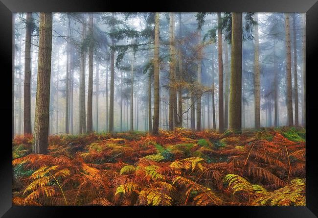  Autumn Pine Woodlands Framed Print by Ceri Jones