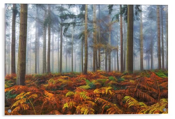  Autumn Pine Woodlands Acrylic by Ceri Jones