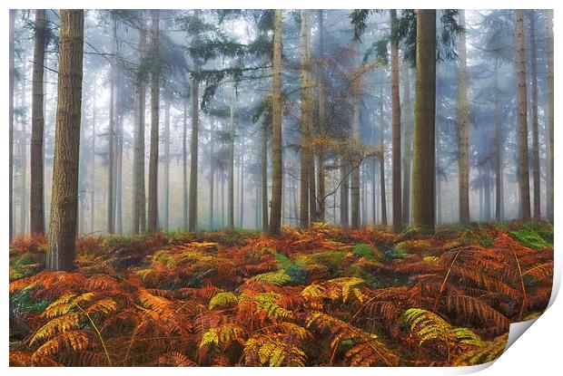  Autumn Pine Woodlands Print by Ceri Jones