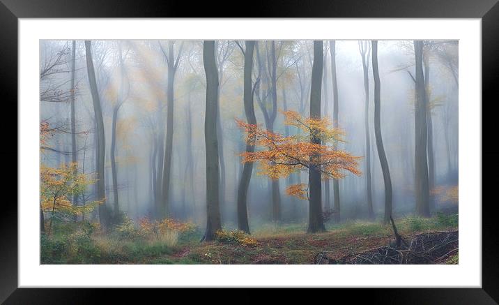  Morning Woodlands Framed Mounted Print by Ceri Jones