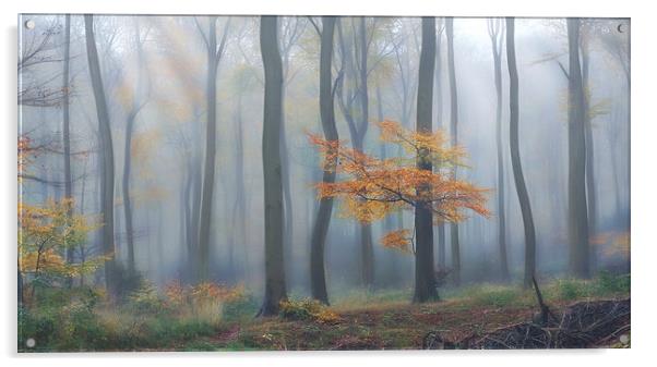  Morning Woodlands Acrylic by Ceri Jones