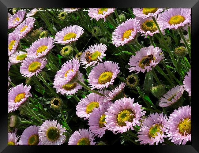  Buzzing in the Flowers Framed Print by Teresa Moore
