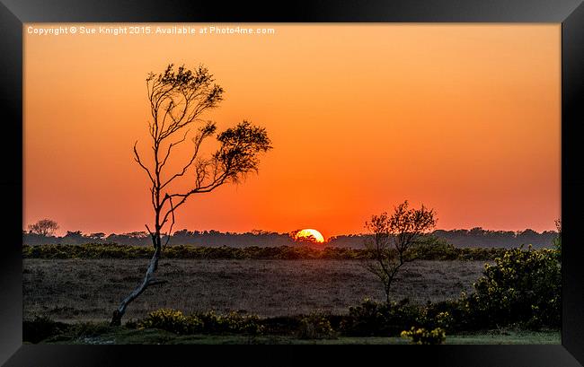  Sunset over the New Forest Framed Print by Sue Knight