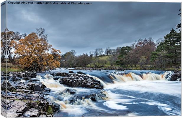 Autumn Colour Low Force Waterfall Teesdale Canvas Print by David Forster