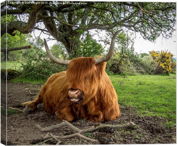  Highland cow at Setley,New Forest Canvas Print by Sue Knight
