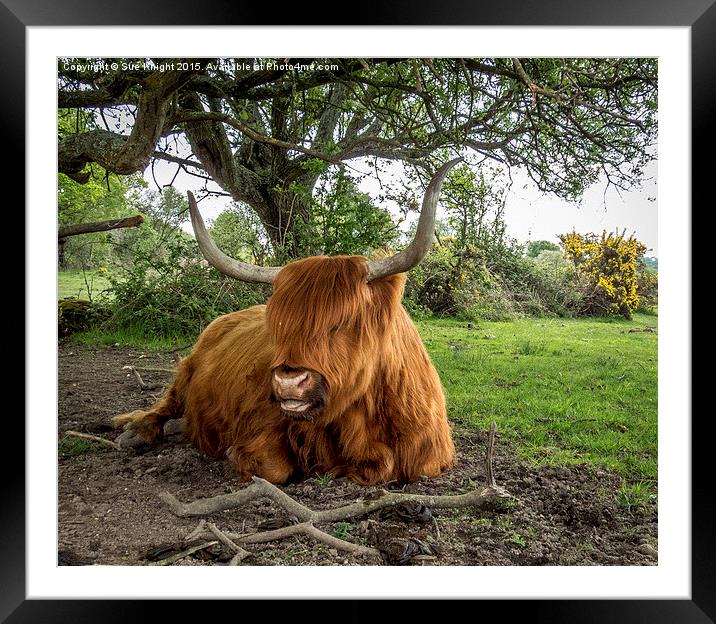  Highland cow at Setley,New Forest Framed Mounted Print by Sue Knight