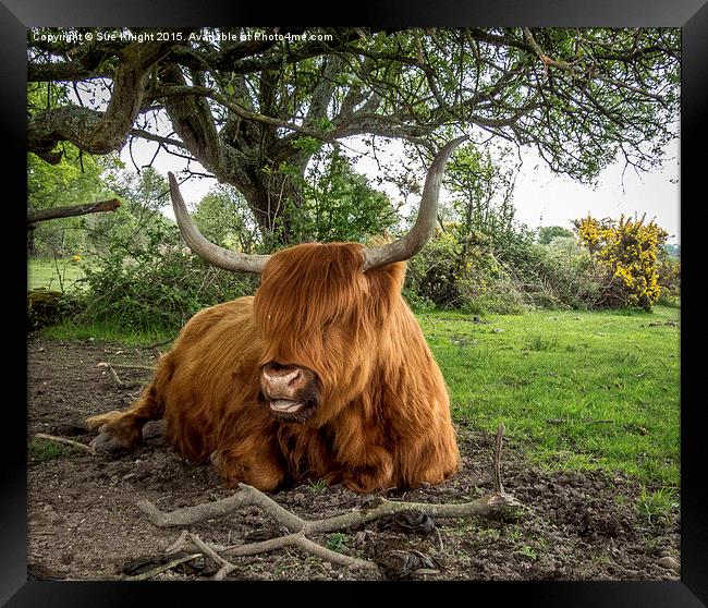  Highland cow at Setley,New Forest Framed Print by Sue Knight
