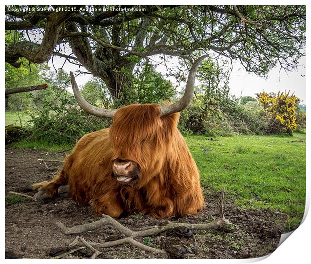  Highland cow at Setley,New Forest Print by Sue Knight