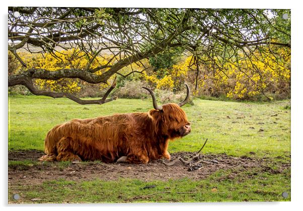  Highland Cow,New Forest,Hampshire Acrylic by Sue Knight