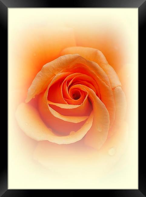  Rose Framed Print by Sanda Bogomazova