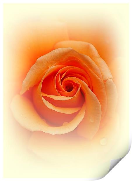  Rose Print by Sanda Bogomazova