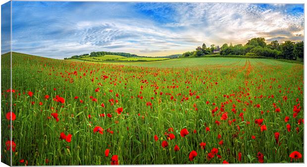  Sunset on Poppy Field in Kent Canvas Print by John Ly