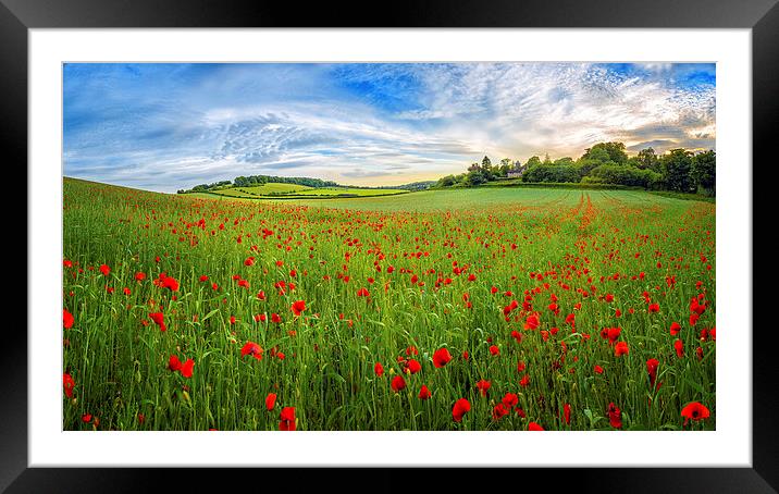  Sunset on Poppy Field in Kent Framed Mounted Print by John Ly