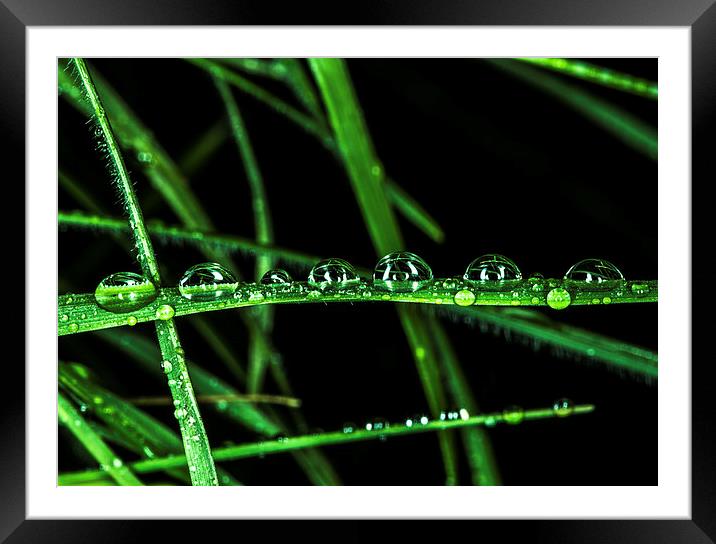  Drops Queue Framed Mounted Print by Tony Emery