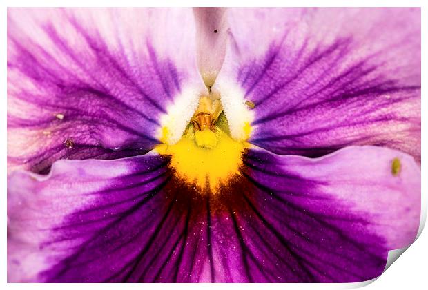  Pansy Print by Tony Emery