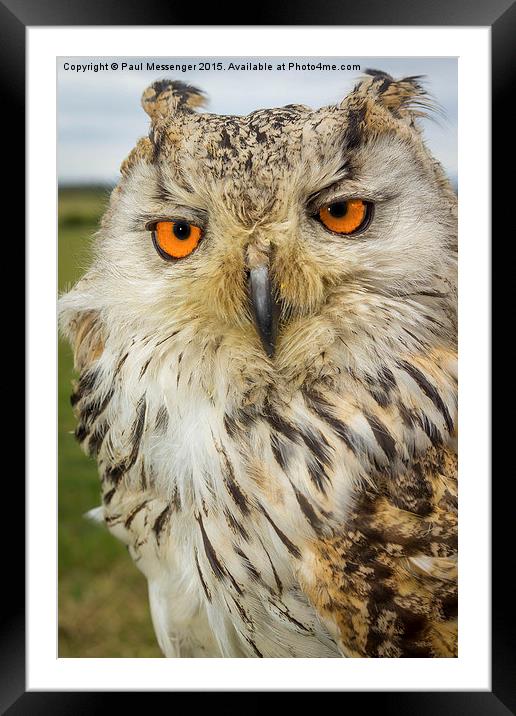   Apollo Siberian / Turkmenian Eagle owl Framed Mounted Print by Paul Messenger