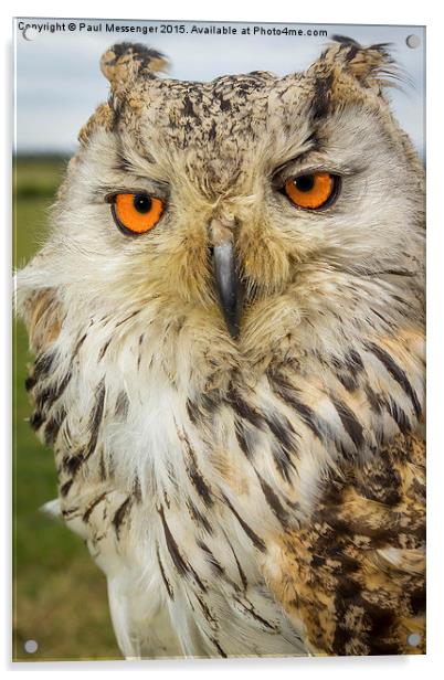   Apollo Siberian / Turkmenian Eagle owl Acrylic by Paul Messenger