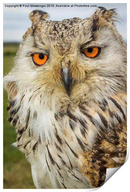   Apollo Siberian / Turkmenian Eagle owl Print by Paul Messenger