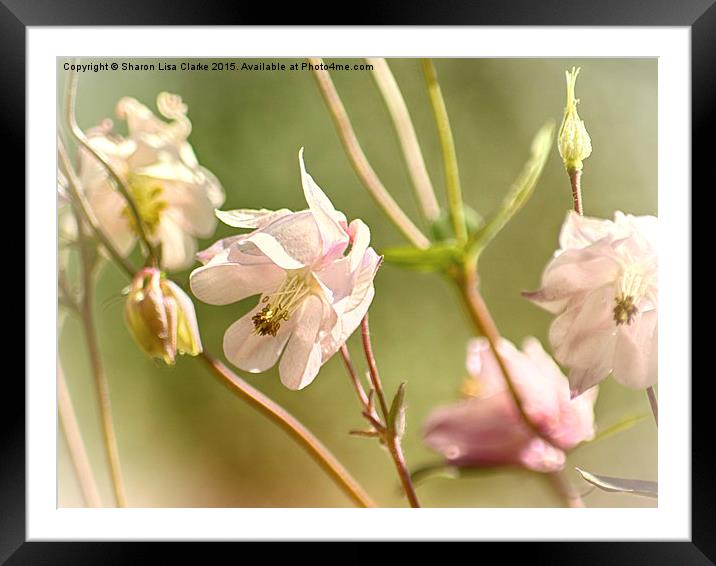 Aquilegia forest Framed Mounted Print by Sharon Lisa Clarke