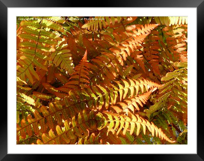  Colourful Fern Framed Mounted Print by Stephen Cocking