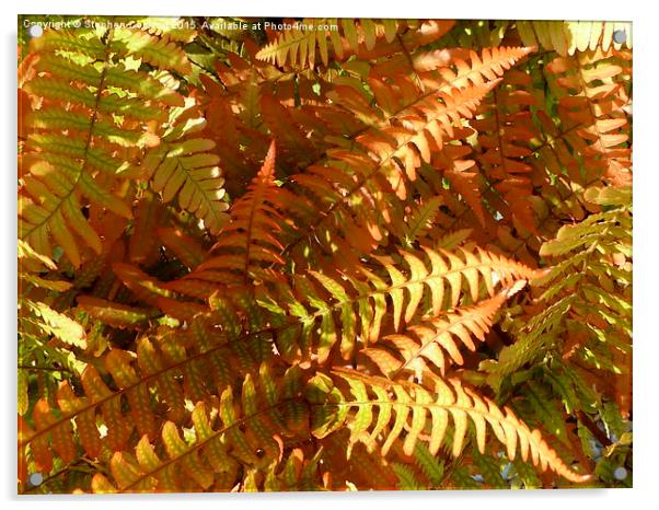  Colourful Fern Acrylic by Stephen Cocking