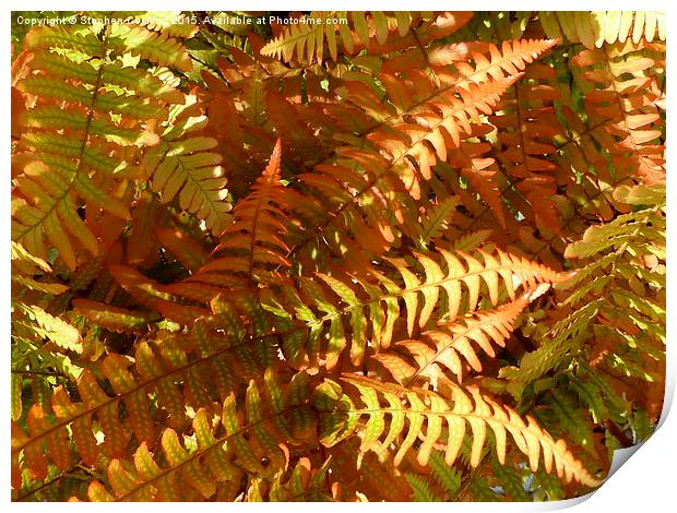  Colourful Fern Print by Stephen Cocking