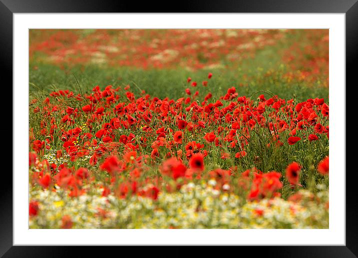  fields of red Framed Mounted Print by Dean Messenger