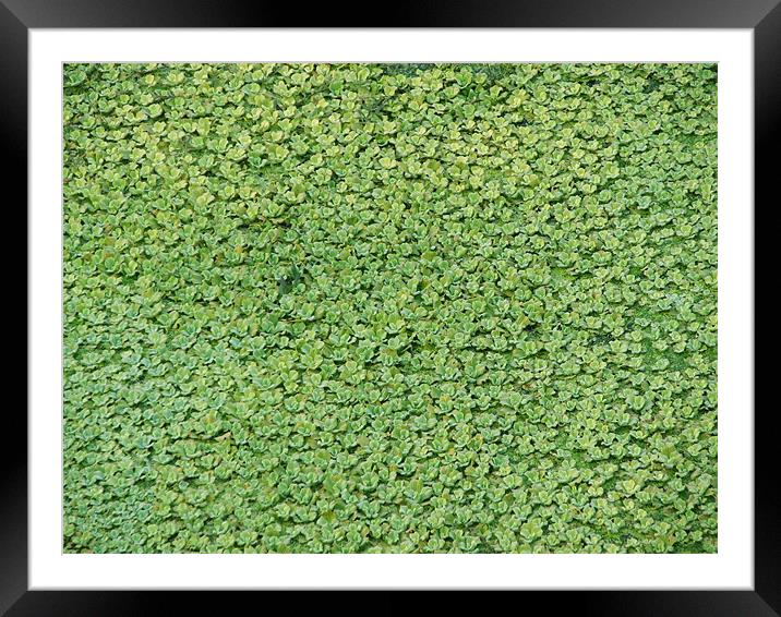 green carpet Framed Mounted Print by anurag gupta