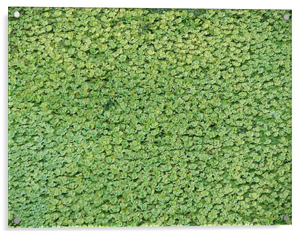 green carpet Acrylic by anurag gupta