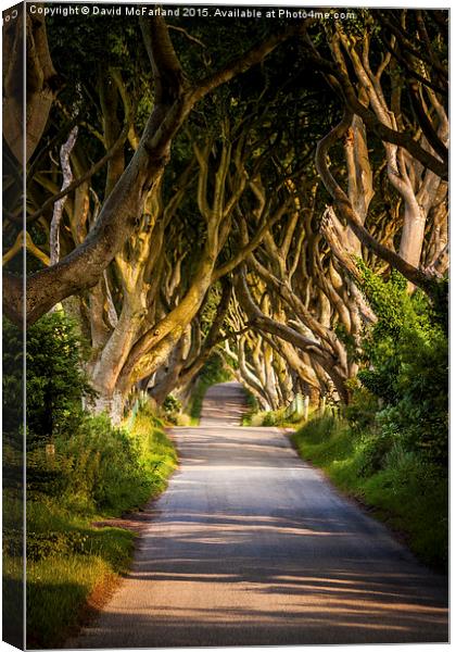  Light in the Dark Hedges Canvas Print by David McFarland