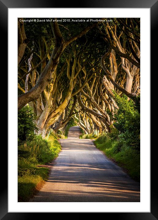  Light in the Dark Hedges Framed Mounted Print by David McFarland