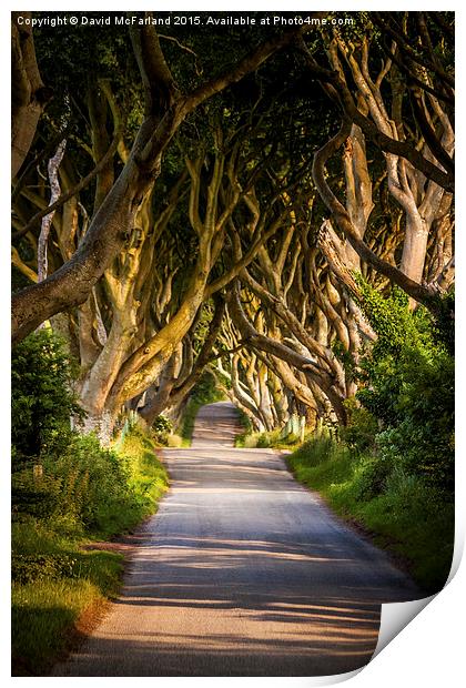  Light in the Dark Hedges Print by David McFarland