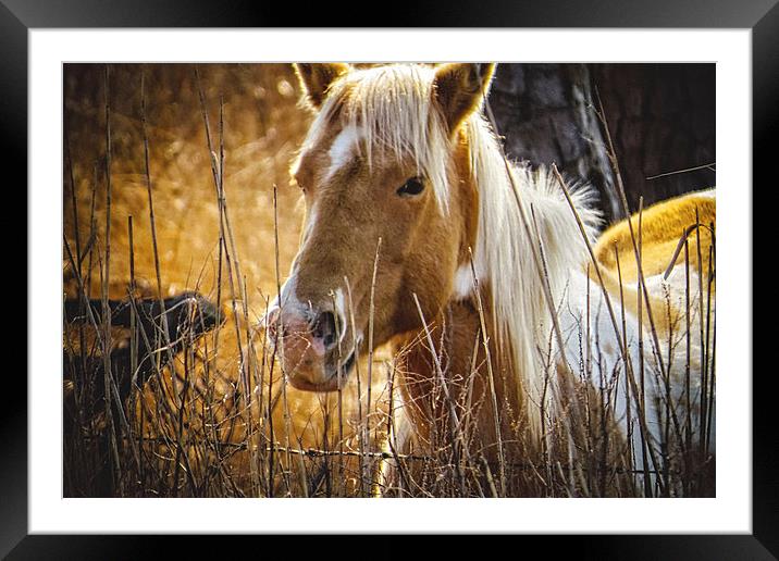  Wild Horse of Chincoteague Framed Mounted Print by Tom and Dawn Gari